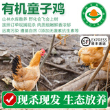 【有机散养土鸡】农家鲜活现杀跑山笨鸡 生鲜鸡肉 端午送礼大礼包 【有机童子鸡】杀后1.6-2斤
