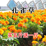 简雪花卉种子花籽四季种易活四季开花室外鲜花盆栽种植庭院室内多年生 孔雀草种子1斤