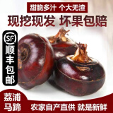 GANXIAN广西桂林荔浦新鲜马蹄【顺丰速运】农家现挖自种荸荠脆甜火锅材料 5斤 大果