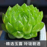 多肉组合盆栽阳台盆栽喜阳植物新手福利按图发货品种花卉好养 樱花之恋【5-6厘米】塑料盆栽好