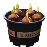 鑫意郁金香种球水培绿植土培室内花卉种子盆栽植物花种 郁金香种球混色5个+加仑盆1个+土