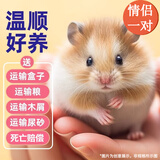 CRAZY PLANT仓鼠金丝熊活体仓鼠同城次日达已打疫苗一公一母银狐小仓鼠宠物 布丁情侣一对