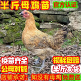 现货半斤一斤五黑鸡活苗纯种五黑一绿鸡绿壳蛋鸡半斤土鸡正宗乌骨 半斤左右高产蛋土鸡 10只装