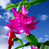 蟹爪兰苗带根苗蟹爪兰可嫁接人仙掌小盆栽当年开花 巴西红 不含盆