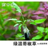 森渊（SENYUAN） 鱼缸前景草水草活体趴地爬地矮珍珠挖耳牛毛毡迷你矮天湖葵 绿温蒂7颗