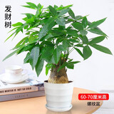 发财树盆栽室内植物客厅绿植大型室内大棵盆景办公室摆件花卉h 【发财树】0.6-0.7米独杆款（螺纹盆） 含盆