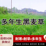 骏楷园林进口牧草种子多年生黑麦草鱼草四季可种耐寒养殖鸡鸭鹅猪牛羊种籽 多年生黑麦草种子/斤