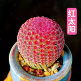 忆润蝶多肉植物带盆绿植花卉盆栽贵货老桩群生玉树玉露仙人掌肉肉 红太阳6-8cm【带盆栽好】