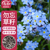 寿禾 勿忘我种子苗家庭盆栽种植花卉种籽 潍丰寿艺勿忘我种子2500粒