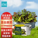 IAM City Farmer美味沙拉菜DIY种植趣味盆栽 阳台种植可食用果蔬种子健康好种易活