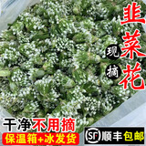 教蔬鲜生【顺丰直达】韭菜花新鲜现摘山东头茬嫩半仔韭花酱蘸料花朵苞 500g
