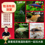 云峰海瑞清洁鱼活体热带鱼观赏鱼水族宠物工具鱼垃圾鱼老鼠鱼鱼缸除藻 鼠鱼全家福套餐A 共5条