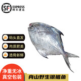 沢素湾舟山大银鲳鱼 超大特大平鱼镜鱼白磷大昌鲳鳊鱼白鲳鲳片镰鲳 净重3斤装（4-5条/斤）