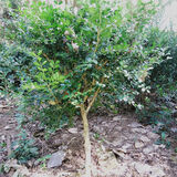 仟草集  黄杨苗 黄杨树 黄杨小苗 黄杨树盆景树桩 盆栽 黄杨球黄杨树苗 根茎1公分粗3棵 10cm(含)-50cm(含)