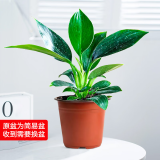 绿有意金钻盆栽植物水培绿植花卉多肉办公室内去吸除甲醛铂金钻绿公主 金钻1棵(原土盆)+营养液 含盆