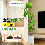 临雅造型鸭脚木客厅大盆栽鸭掌木鹅掌柴室内落地式大型四季常青绿植物 造型鸭脚木1.4-1.5米+智能吸水盆