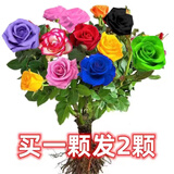 睿格达嫁接多色玫瑰花老桩玫瑰蔷薇老根四季开花月季花苗室内外盆栽大花 多色12号 买一颗送一颗发2颗 不含盆