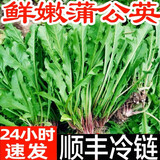 蒲公英新鲜的现挖山野菜婆婆丁花嫩叶草苗东北蘸酱菜纯野生菜苦菜 2斤
