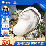 贝司令【鲜活】乳山生蚝海鲜水产贝类牡蛎烧烤3XL 净重9斤 23-32只箱装