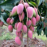 广西芒果树苗金煌桂七贵妃四季芒果苗树嫁接带土盆栽阳台南方种植 红妃 四年苗