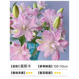 欧悟重瓣带芽水仙花种球盆栽 百合花种球郁金香水养绿植花卉室内盆栽 奥斯卡百合2球+盆+土+肥