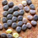 沃绣 蚕卵 蚕 蚕种 蚕子  蚕宝宝 蚕卵100粒