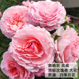 沫澄3颗 耐寒蔷薇花苗爬藤四季开花室内盆栽室外藤本月季花卉易活植物 18詹姆斯高威 精品花苗 不含盆