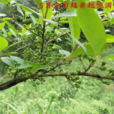 雾峡 土家族 土特产新鲜山胡椒下饭菜 辣椒木姜子酱黄豆酱 木姜子酱400g*2