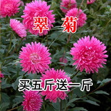 简雪花卉种子花籽四季种易活四季开花室外鲜花盆栽种植庭院室内多年生 翠菊种子1斤