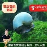 云峰海瑞 观赏螺水族活体缸壁除藻螺鱼缸除藻清淤活化床底 象牙蓝6只