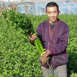寿禾 芹菜种子香芹四季山芹阳台盆栽种菜蔬菜种冬春季菜种籽 翠竹鲍芹种子 5g【80-100cm】