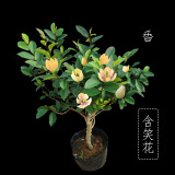 益绮椛含笑树苗盆栽庭院阳台四季香室内花卉观花植物室内花苗植物花卉 三年苗当年开花 不含盆