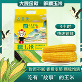 大晟金秋玉米真空包装杂粮东北糯玉米速食代餐儿童早餐甜玉米新鲜糯玉米 糯九玉米200g*11根