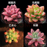 百潮盛多肉植物 小盆栽批发豪华套装多肉组合桃蛋玉露绿植花卉园艺 【如图品种】姬马乙秋+盆土 选项文字有标注