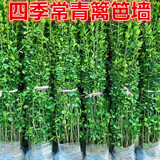 围墙篱笆植物大叶北海道黄杨苗冬青树苗四季常青耐寒庭院绿篱树苗 北海道冬青80-1米高【10颗】