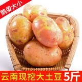 中鲜生 云南红皮黄心小土豆新鲜蔬菜火锅食材 大土豆5斤（比鹅蛋还大）