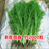 唯友蔬菜种子大全四季播种阳台盆栽农家小菜园香菜生菜菠菜小葱易种 割茬茴香 约2000粒