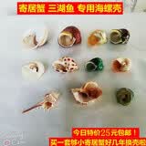 蓝海精灵天然大海螺  三湖j卷贝鱼卵孵化躲避鱼缸水草螺 寄居蟹替换壳 11只套餐螺