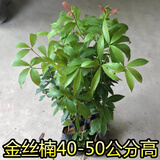正宗 金丝楠木海南树苗 沉香树苗 小叶紫檀 名贵树苗 带叶 金丝楠40