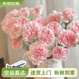云南鲜花批发品质玫瑰百合水养鲜切花送女友生日礼物源头直发 【单头】粉色康乃馨-20支 【任选2件—不收运費】
