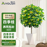 爱优尚四季桂花盆栽室内开花室外阳台庭院好养浓香花卉月桂树苗源头直发