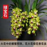 劉閣蘭花兰花苗 新品经典色花荷瓣 江山 冬带花苞出售阳台好养花卉盆栽 绿宝石3苗连体，带花肥