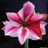 垣栀荷兰朱顶红进口大球重瓣种球盆栽花卉植物多年生特大球四季开花球 【红舟】朱顶红种球当年开花