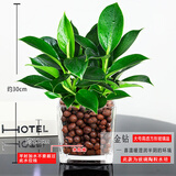 绿有意金钻盆栽植物水培绿植花卉多肉办公室内去吸除甲醛铂金钻绿公主 金钻25-30cm3棵(方缸+陶粒)+营养 含盆