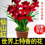 高品质 超壮苗 养不死的兰花【10年苗耐寒】超香型 仙山红 花卉 仙山红 1苗新手试养 带育苗盆土