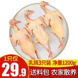 王氏正德乳鸽生鲜 新鲜鸽子肉 农家土鸽 鸽子单只约400g*3只 送料包