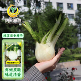 凤鸣雅世球茎茴香种子10克球茎茴香种子结球荷兰四季播大田耐寒特色蔬菜孑