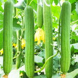 播种心情家庭种植蔬菜种子大全四季播种阳台盆栽农家庭院小菜园有机香菜菠 长丝瓜种子2包