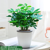 大型室内客厅盆栽花卉八方来财鸭脚木绿植七叶莲发财树鸭掌木 八方来财送懒人吸水盆