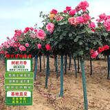 滨淇树桩月季花苗大花月季四季开花浓香绿化苗 树桩月季5cm粗源头直发